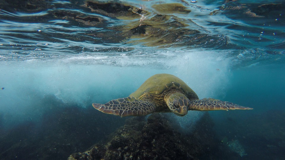 geestelijke leeuwerik speling WWF: 'We kunnen niet langer wegkijken van een schildpad die stikt in een  plastic zakje' - Zeilen